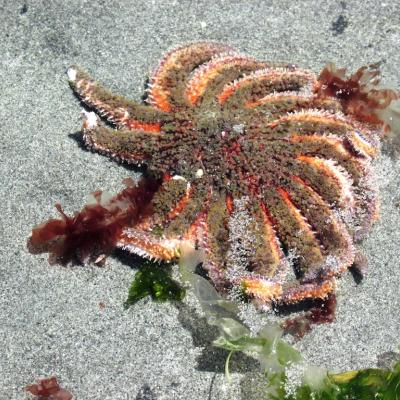 Sunflower star (Pycnopodia helianthoides). Photo: JBrew (CC BY-SA 2.0) https://flic.kr/p/Jag9sr