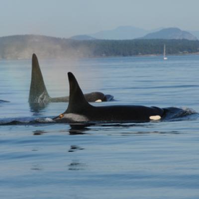 Southern Resident Killer Whales in Puget Sound. Photo courtesy of NOAA