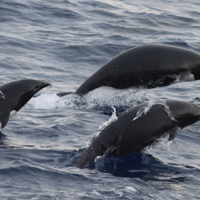 Three northern right whale dolphins surfacing partially out of water.