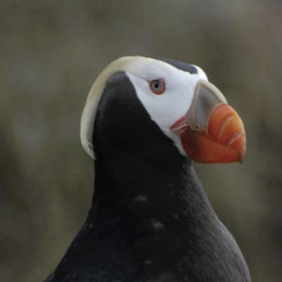 Tufted Puffin. Photo by Peter Hodum.