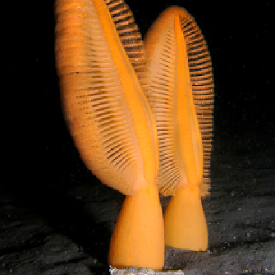 Ptilosarcus gurneyi (with a striped  nudibranch) off Whidbey Island, WA;  photo by Jan Kocian.