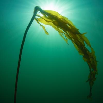 Underwater view of bull kelp against a blue-green background with sunburst above and behind it