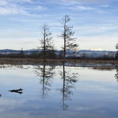 Winter scene of marsh at high tide two conifer trees reflected on water in the foreground; snow covered mountain in the background.