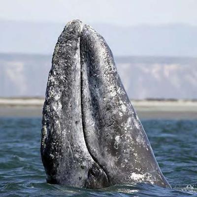 Gray whale (photo by Chris Johnson).