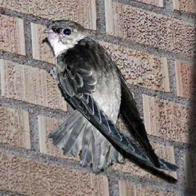 Vaux’s swift (photo by Curt Young).