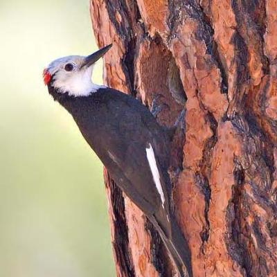 Male white-headed woodpecker in Yakima County (photo by Joe Higbee).