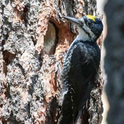 Black-backed woodpecker (photo by Joe Higbee).
