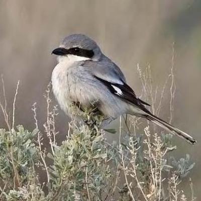 Loggerhead Shrike in Grant County, Washington (photo by Joe Higbee).