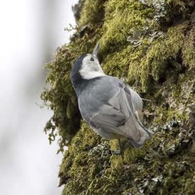 . Slender-billed white-breasted nuthatch (photo by Rod Gilbert).