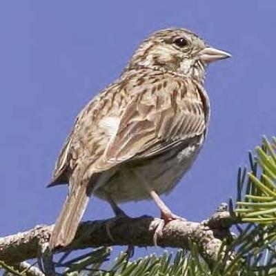 Oregon Vesper Sparrow (photo by Rod Gilbert).