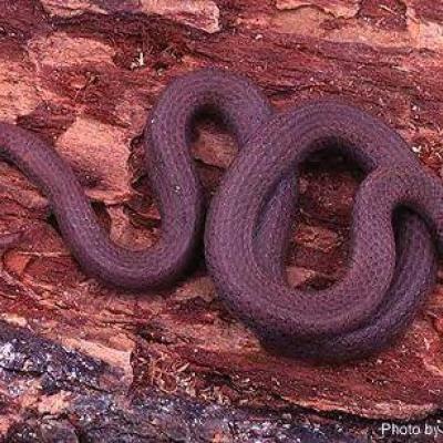 Common sharp-tailed snake (photo by Bill Leonard).
