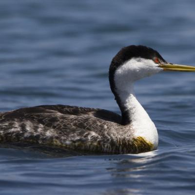 Western Grebe; image by mikebaird, courtesy of Encyclopedia of Life