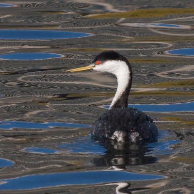 Western grebe (Aechmophorus occidentalis). Photo: Ingrid Taylar (CC BY-NC 2.0) https://flic.kr/p/7jmJHZ