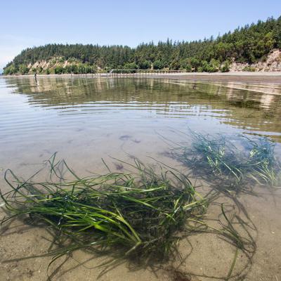 Eelgrass (Zostera marina L.) Photo courtesy: Aaron Barna