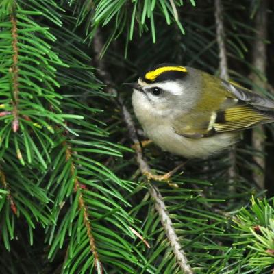 Golden-crowned kinglet (Regulus satrapa). Photo: Minette Layne (CC BY-NC 2.0)