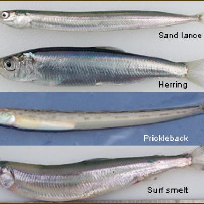 Photo courtesy of USGS