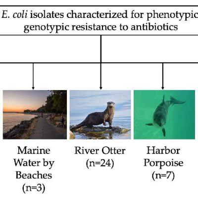 Graphical abstract showing E.coli isolates characterized for phenotypic and genotypic resistance to antibiotics