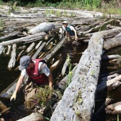 Creosote removal project in Puget Sound. Photo courtesy of the Washington State Department of Natural Resources. 