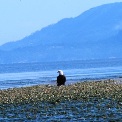 A bald eagle in Padilla Bay National Estuarine Research Reserve. Photo courtesy of NOAA.