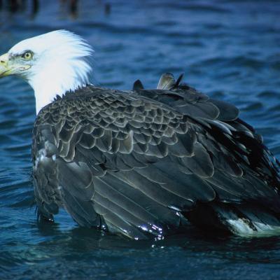 Bald eagle (Haliaetus leucocephalus). Image courtesy U.S. Fish and Wildlife Service.