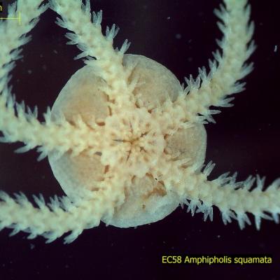 Amphipholis squamata (Phylum Echinodermata, Class Ophiuroidea) – This is a brittle star, commonly known as the “brooding snake star”. (Sandra Weakland, Brooke McIntyre photo)