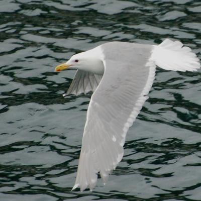 Beringmöwe - Glaucous-winged Gull (Larus glaucescens). Photo: Von B. Walker CC-BY-2.0 http://www.fotocommunity.de/pc/pc/display/14742443 