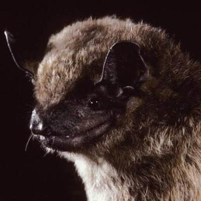 Image copyright Merlin D. Tuttle, Bat Conservation International, www.batcon.org