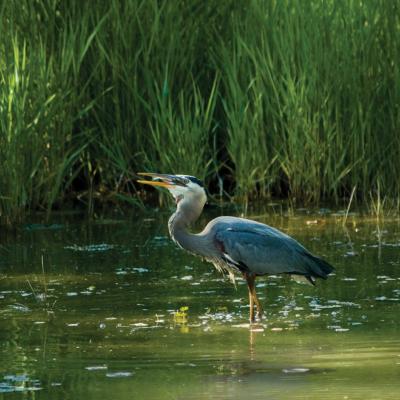 A great blue heron catching a fish in an estuary. Photo courtesy of NOAA 