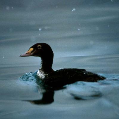 Black Scoter (Melanitta nigra). Photo by Dave Menke, U.S. Fish and Wildlife Service.