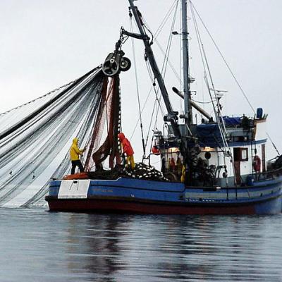 Block seine fishing. Image courtesy of WDFW.