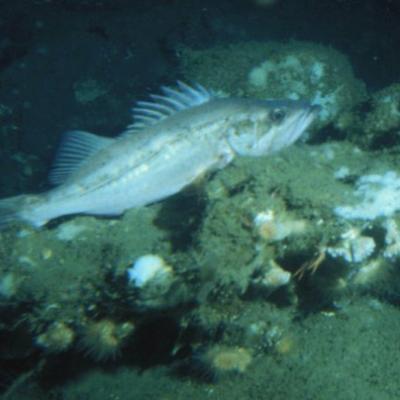 Bocaccio (Sebastes paucispinis). Photo courtesy of NOAA.