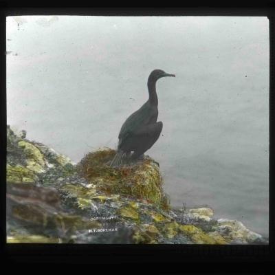 Brandt's cormorant (Phalacrocorax penicillatus). Photo by Finley and Bohlman, courtesy U.S. Fish and Wildlife Service