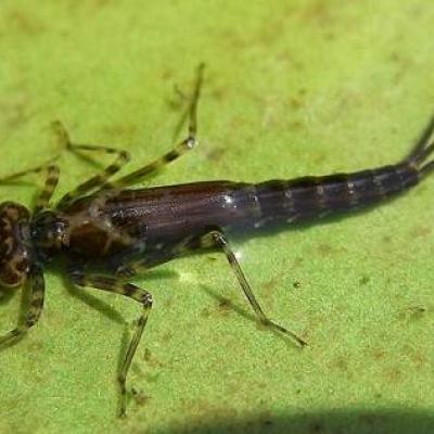 Benthic macroinvertebrates are visible to the naked eye. Photo by Jo Wilhelm, courtesy King County.