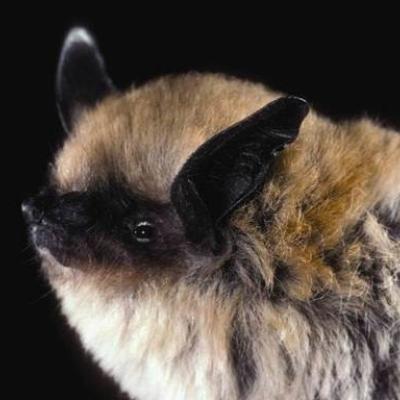 Image copyright Merlin D. Tuttle, Bat Conservation International, www.batcon.org