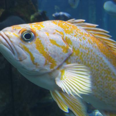 Canary Rockfish (Sebastes pinniger). Photo by Tippy Jackson, courtesy of NOAA.