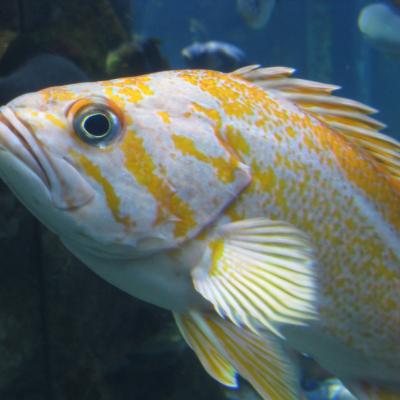 Canary rockfish. Photo by Tippy Jackson, NOAA