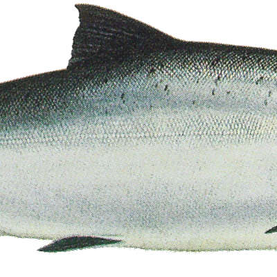 Drawing of Ocean Phase Chinook (king) salmon (Oncorhynchus tshawytscha)