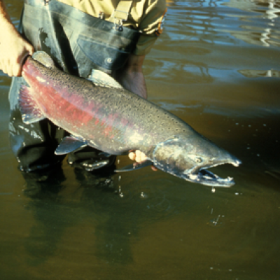 Chinook salmon (Oncorhynchus tshawytscha). Image courtesty U.S. Fish and Wildlife Service.