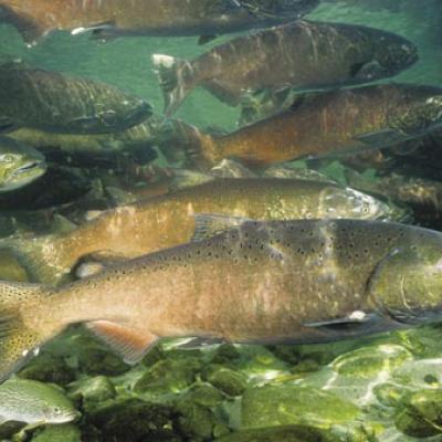 Chinook salmon. Image courtesy of NOAA.