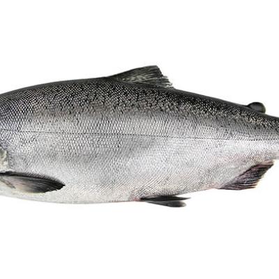 Chinook salmon (Oncorhynchus tshawytscha). Photo: WDFW