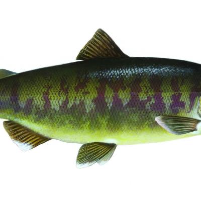 Chum salmon (Oncorhynchus keta). Image courtesy U.S. Fish and Wildlife Service.