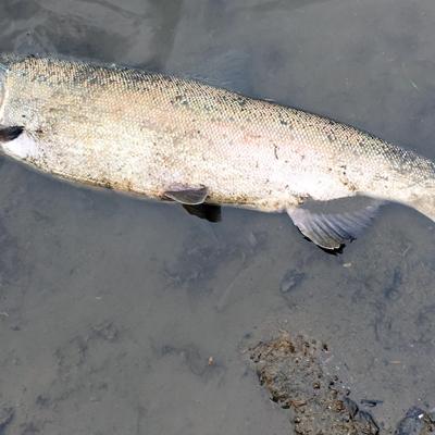 A dying female coho salmon in the Lower Duwamish spotted by Puget Soundkeeper volunteers in October 2017. Photo: Kathy Peter
