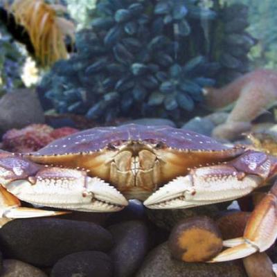 Dungeness crab (Cancer magister). Photo courtesy of NOAA.