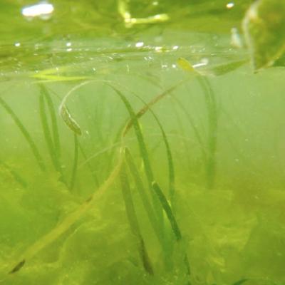 Eelgrass in Dumas Bay, Central Puget Sound 2013. Photo courtesy of DNR.