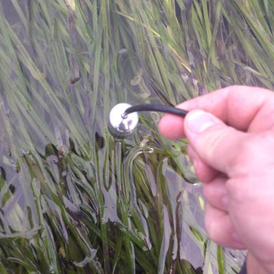 A hydrophone captures the sound of eelgrass. Photo by Jeff Rice.