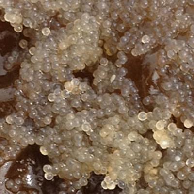 Closeup of herring spawn on kelp. Photo credit: Tessa Francis
