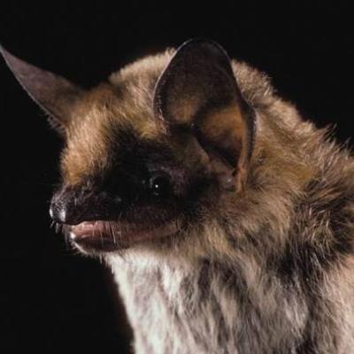 Image copyright Merlin D. Tuttle, Bat Conservation International, www.batcon.org