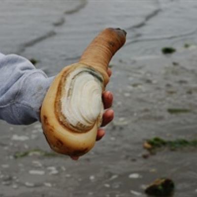 Geoduck (Panopea generosa). Image courtesy Washington Sea Grant.