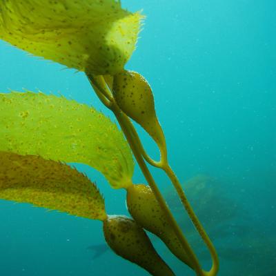 Giant kelp (Macrocystis pyrifera) is one of the fastest growing organisms on earth. Cultivating kelp and other algae could help offset ocean acidification. Photo courtesy of NOAA.