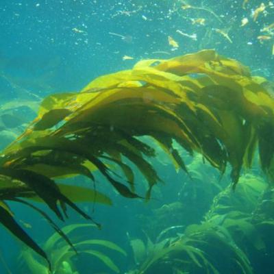 Giant Kelp (Macrocystis pyrifera). Photo by Claire Fackler. Courtesy of NOAA.